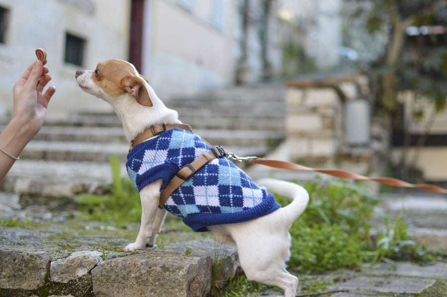 How to Choose Healthy Chews and Treats: What Every Pet Parent Should Know - KindRx