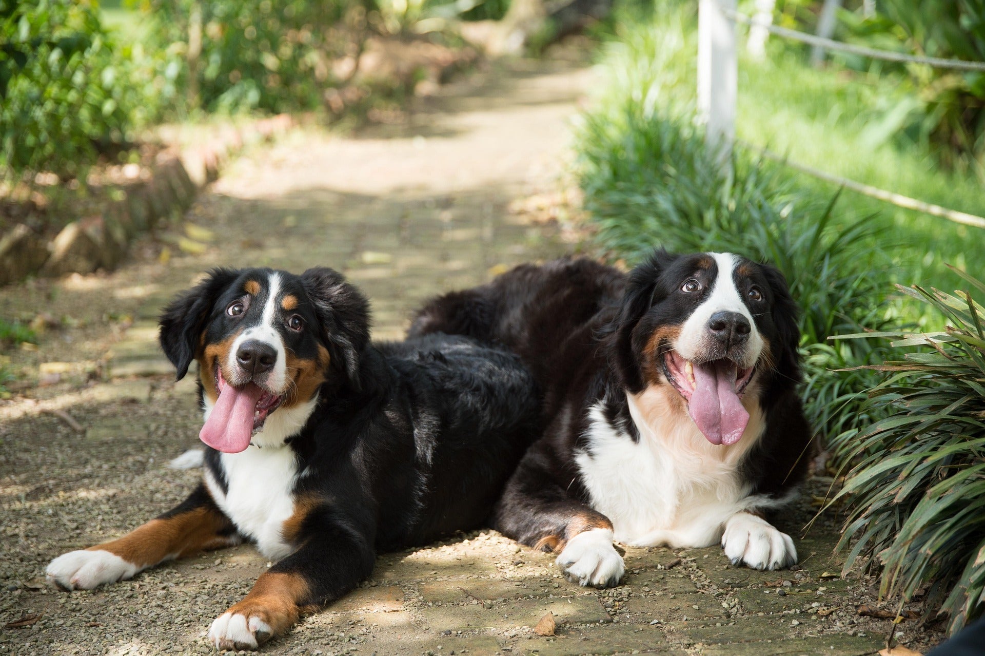 What “Science-Guided Pet Wellness” Actually Means - KindRx