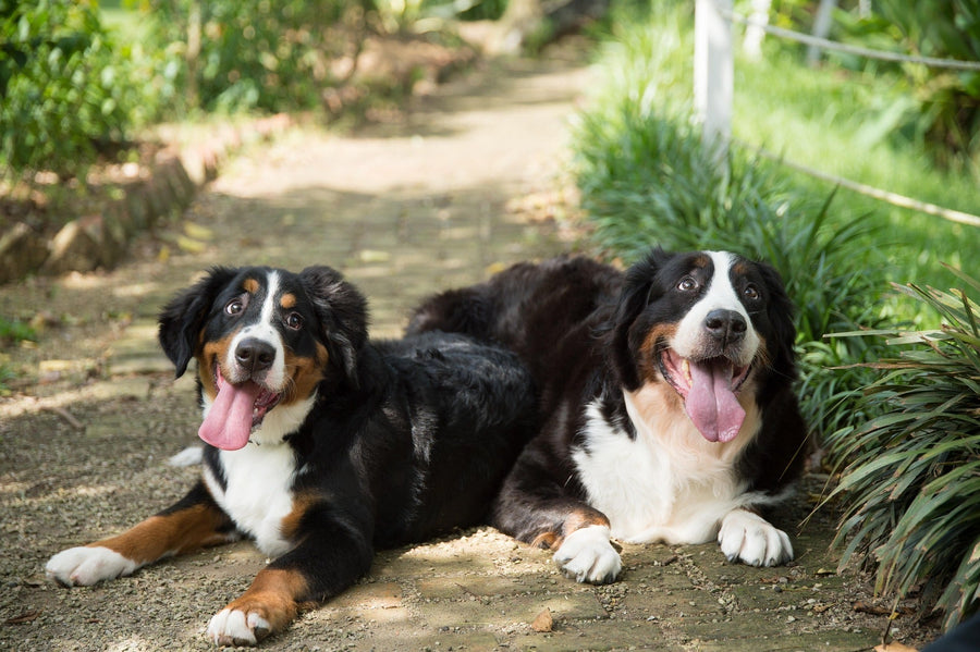 What “Science-Guided Pet Wellness” Actually Means - KindRx