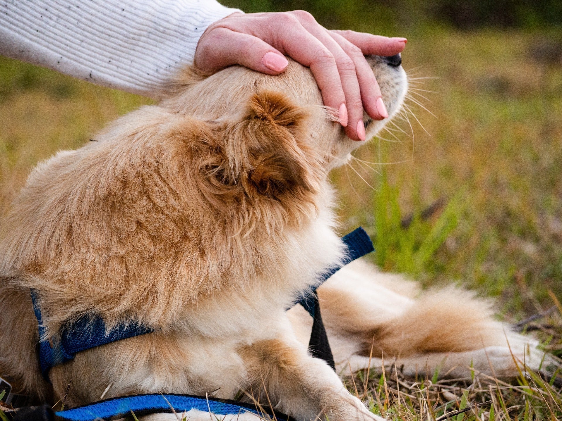 The Hidden Problem with Most Pet Wellness Products - KindRx
