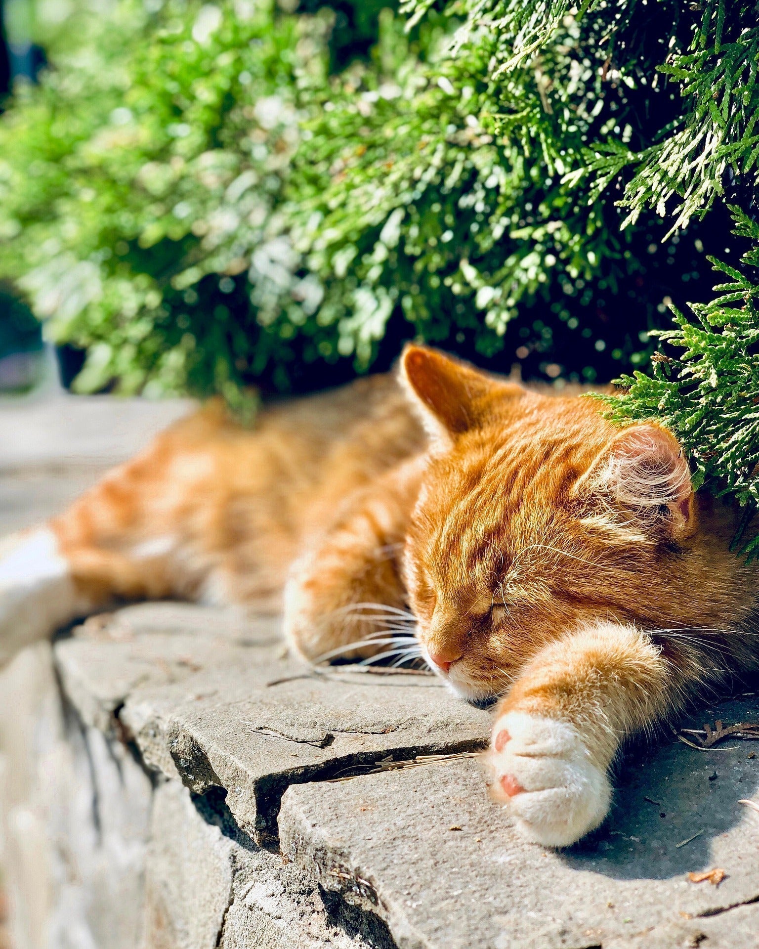 Why “Natural” Doesn’t Always Mean Effective in Pet Health - KindRx