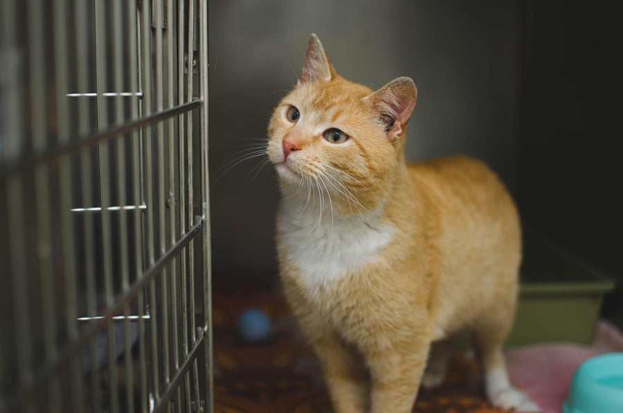 Why Pet Owners Are Stuck Between Two Imperfect Options? - KindRx