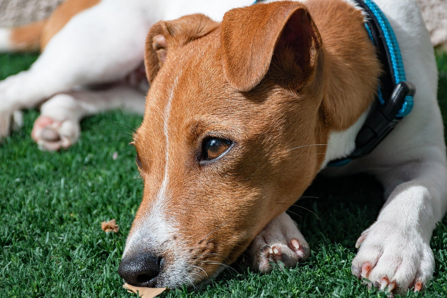 Are Pharmaceuticals the Only Answer for Your Pet? - KindRx