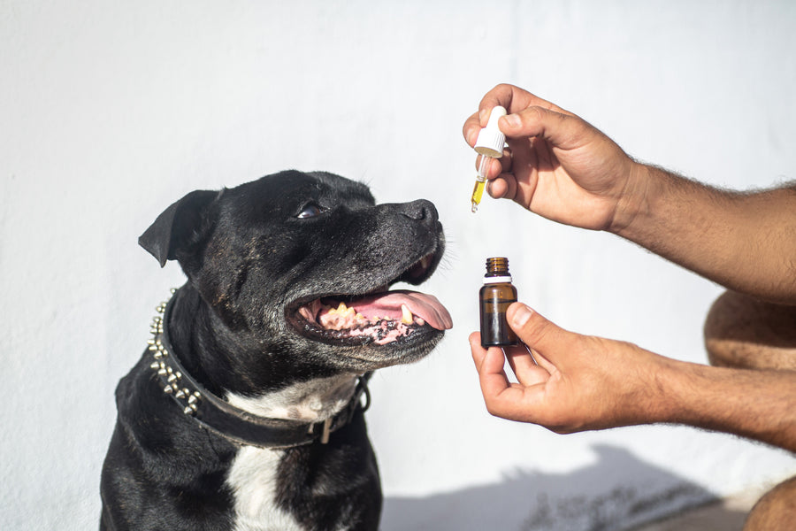 Why Formulation Matters More Than Ingredients in Pet Wellness - KindRx