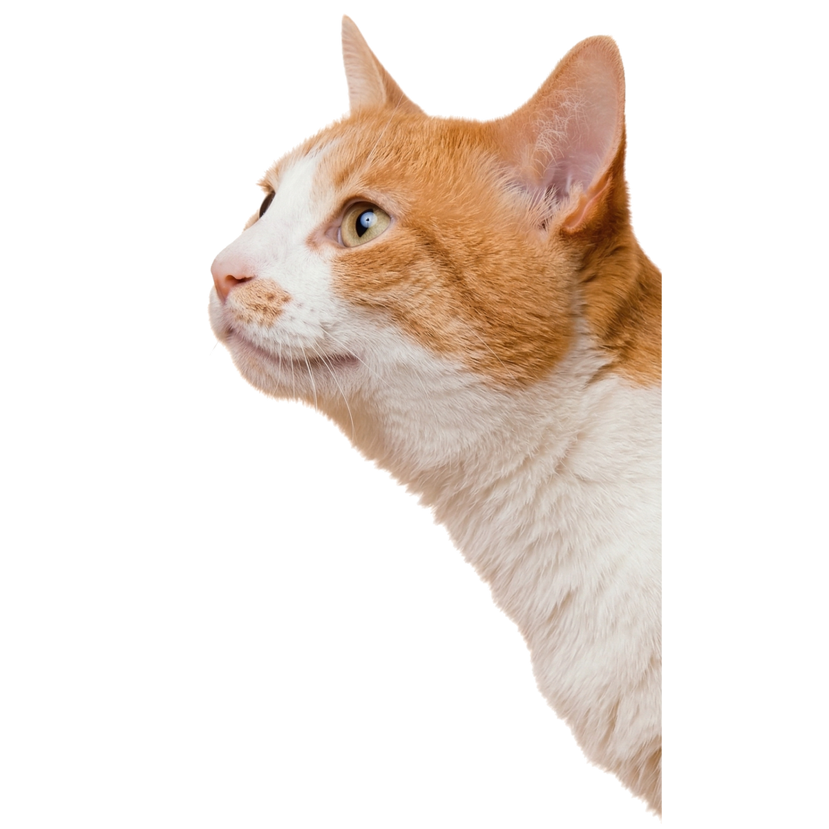 Calma felina