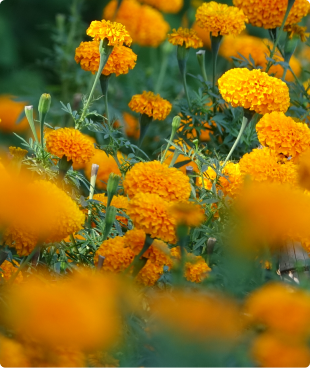 Calendula