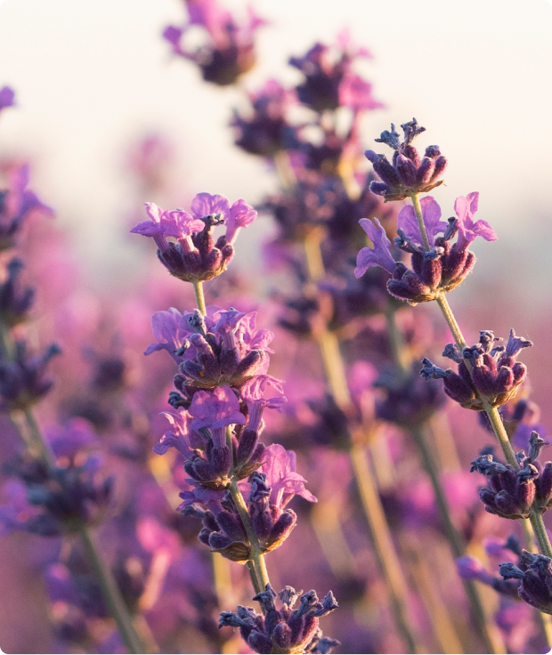 Lavender