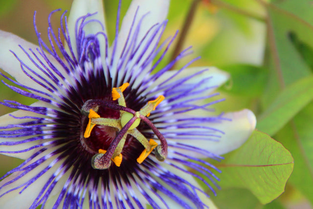 Passionflower
