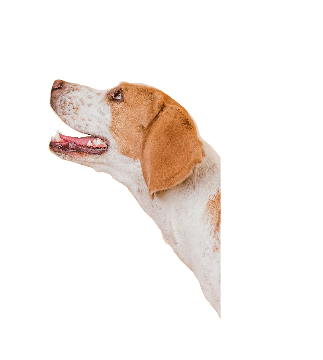 Calma Canina