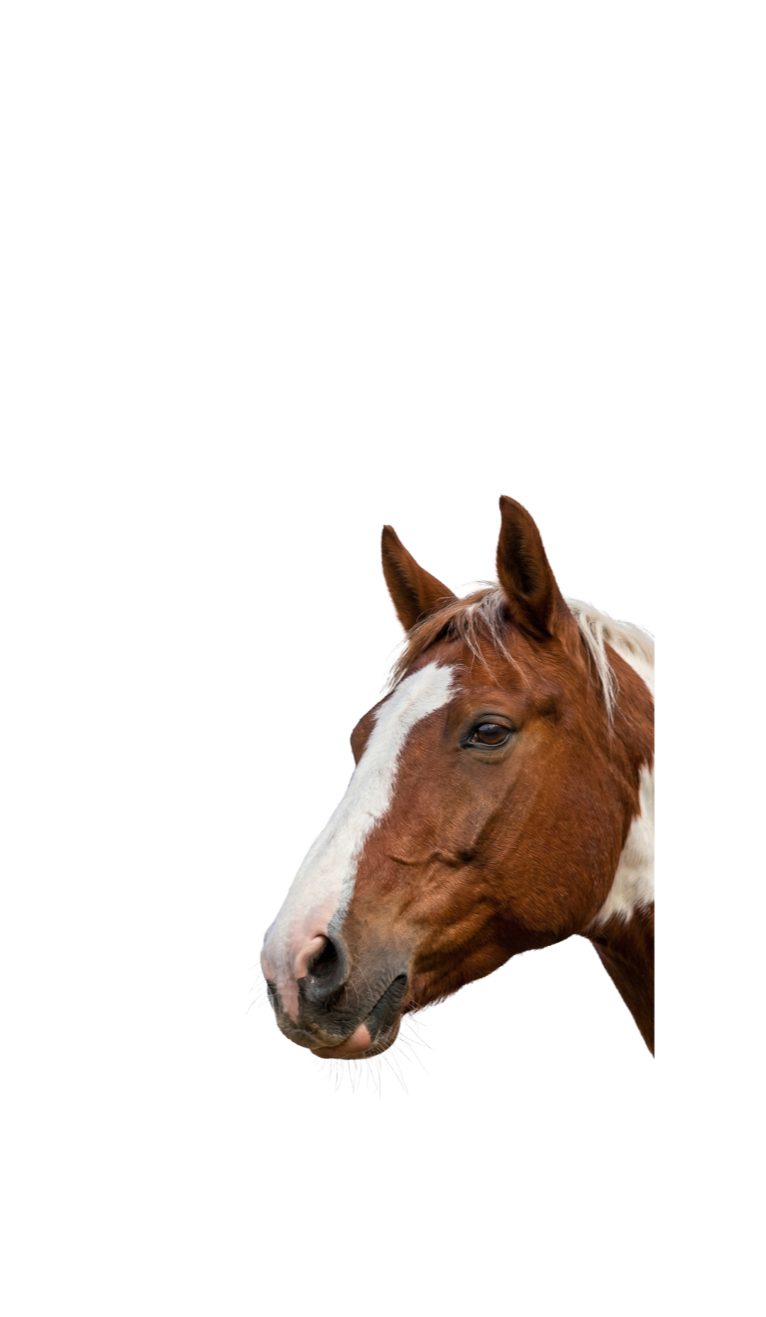 Masticables para caballos