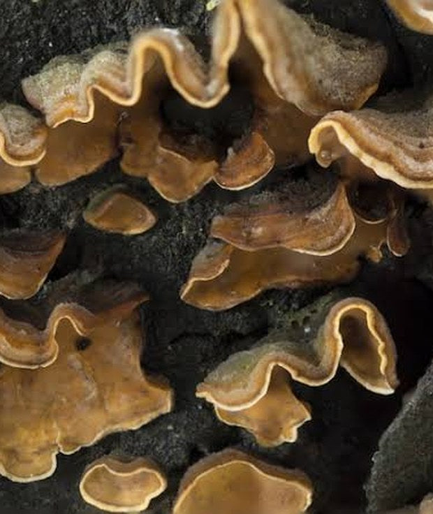 Turkey Tail