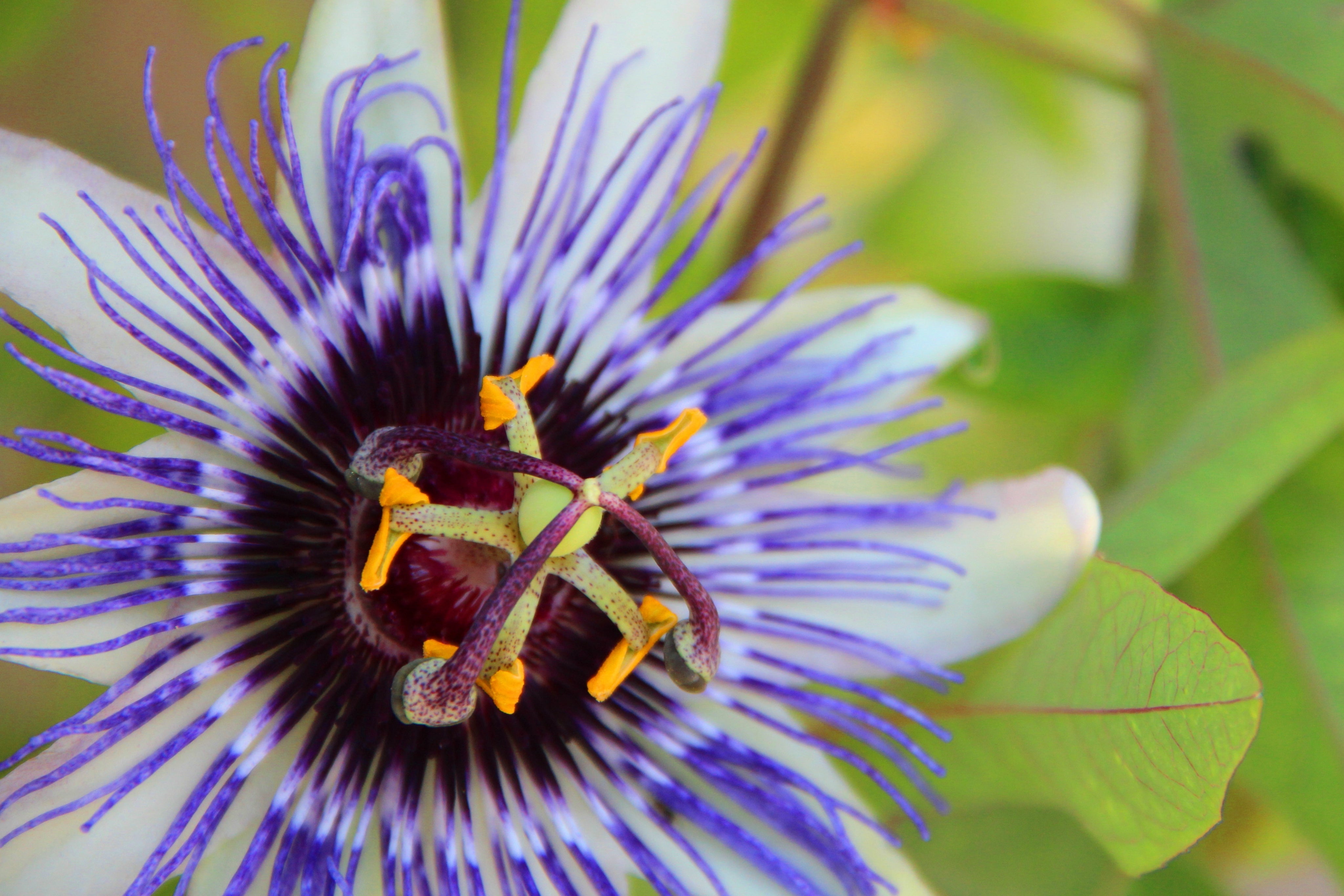 Pasiflora