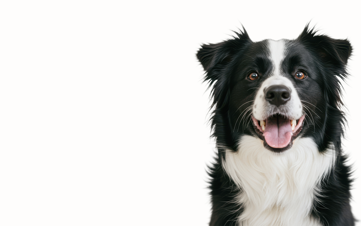 Happy border collie