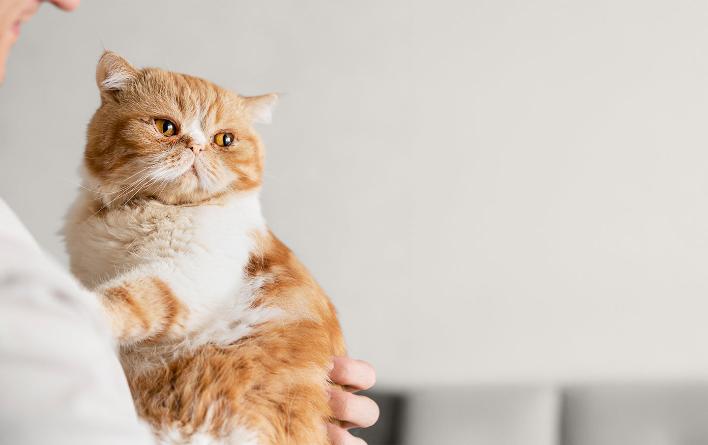 Cat representing science and wellness