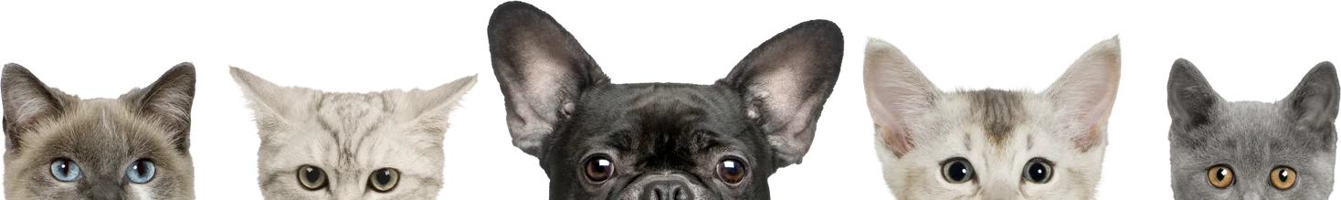 Perros y gatos asomándose